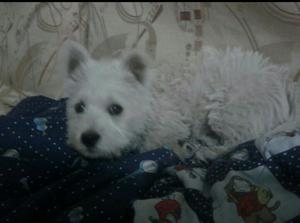 Scotish Terrier Precio D Remate