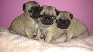 Se Vende Pug Carlino