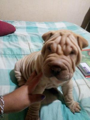 Sharpei Machito