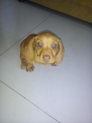 VENDO PERROS TECKEL DACHSHUND SALCHICHA