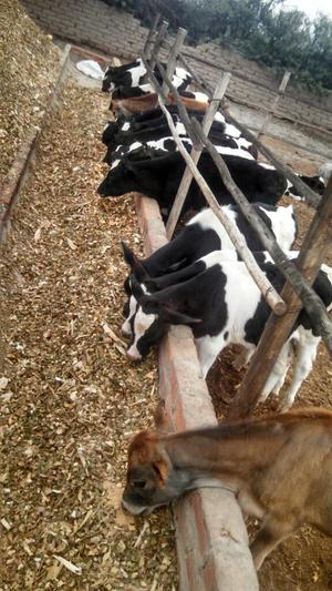 Vendo Becerros Holstein, Toros, Remate