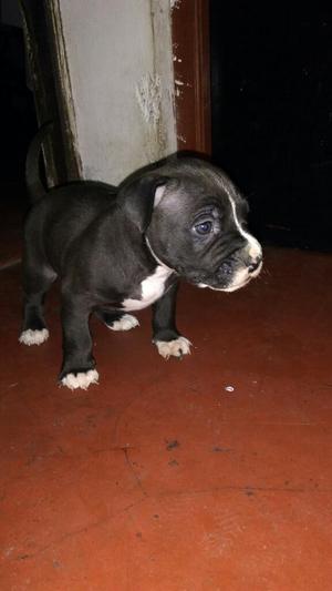 Vendo Cachorros Pitbull