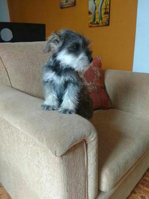 Vendo Cachorros Schnauzer