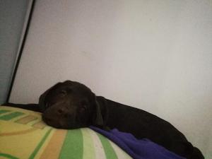 Vendo Hermosa Cachorrita Labradora Choco