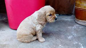 Vendo Perritos Cocker Spaniel