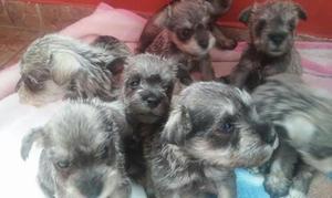 Vendo Schnauzer Sal Y Pimienta