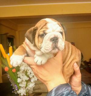 Vendo lindos cachorros bulldog ingles vacunados de raza pura