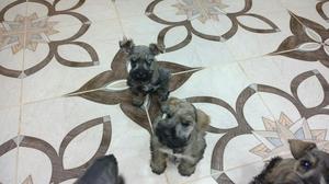 Venta de Cachorro Schnauzer S/. 300