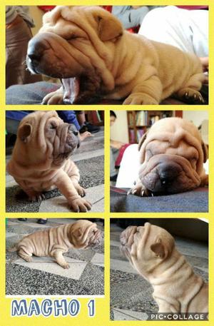 Venta de Cachorros Shar Pei de Un Mes