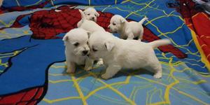 West Highland White Terrier con Pedigree