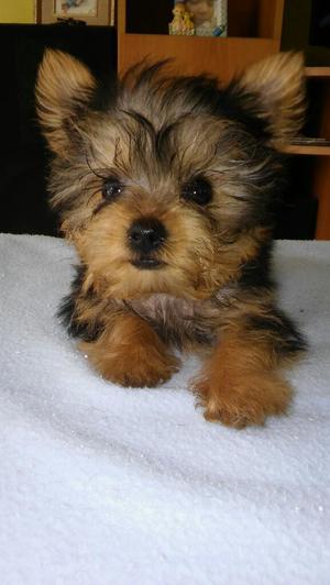 Yorkshire Terrier Toy Disponible Macho