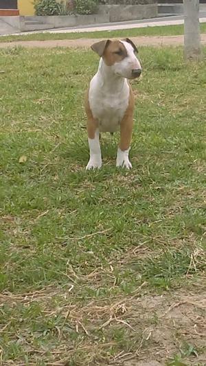 bull terrier