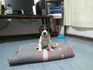 cachorra beagle