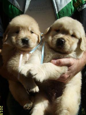 cachorrazos golden retrievers