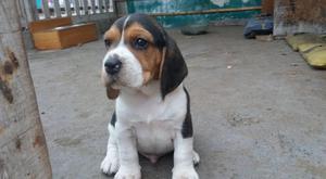 se vende cachorros beagle