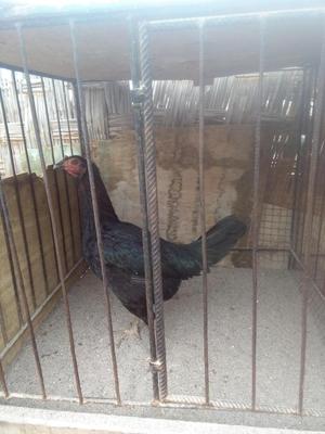 se venden gallinas