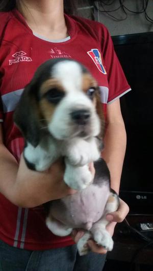 Beagle Tricolor Vacunados