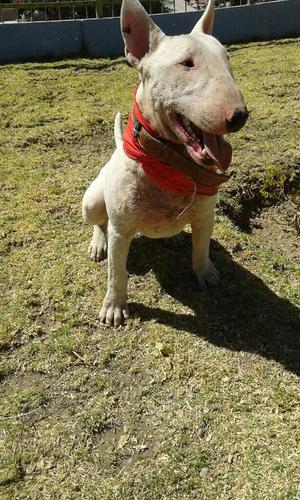 Bull Terrier Macho