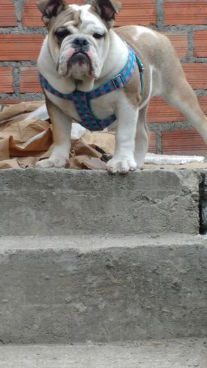 Bulldog Ingles Hembra de 4 Meses