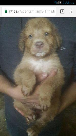 Cachorro Golden Retriever