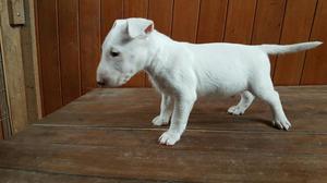 Cachorros Bull Terrier