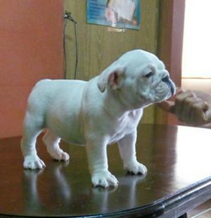 Cachorros Bulldog Ingles