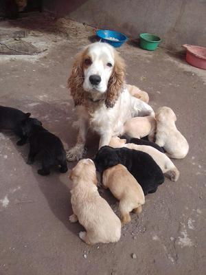 Cachorros Koquer