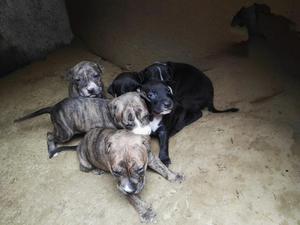 Cachorros Pitbull de Salto Puros