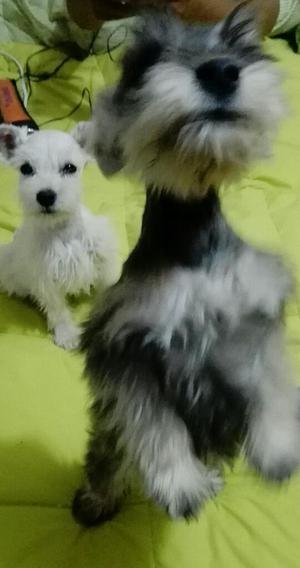 Cachorros Schnauzer