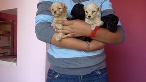 Cachorros poodle Arequipa