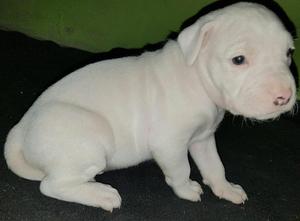 Dogo Argentino Puro