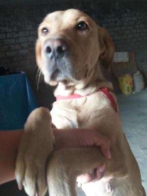 Donacion Labrador Hembra Adulta Cachorro