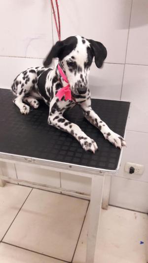 Hermosa Dalmata♡ de 4 Mesesitos