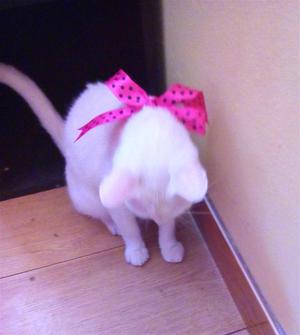 Linda gatita blanca de 10 meses busca hogar