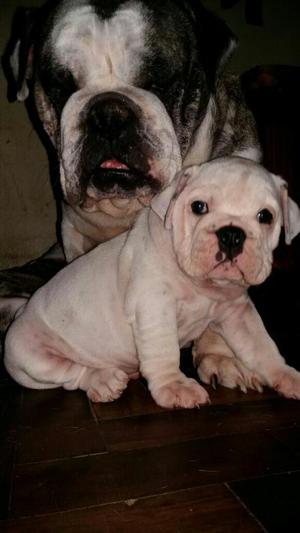 Lindos Bulldog Ingles