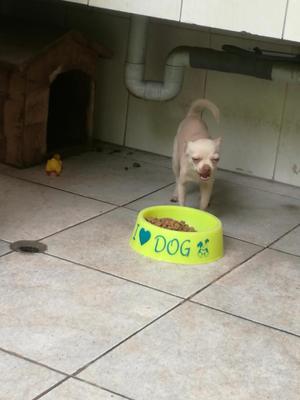 Monta Chihuahua