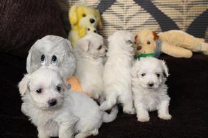 PRECIOSOS BICHON FRISE