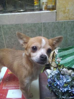Padrillo Chihuahua Busca Novias