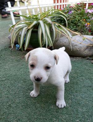 Perro Labrador