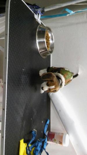 Preciosos Beagle Tricolor Llamame