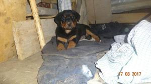 Rottweiler