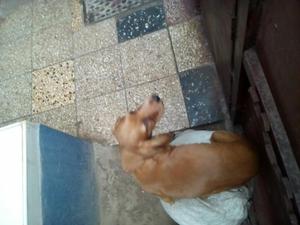 Se Vende Cachorra