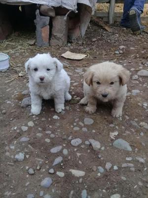 Se Vende Cachorritos