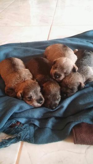 Se Vende Cachorros Snauser Machos