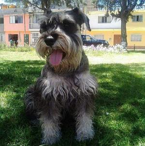 Servicio de Monta Schnauzer