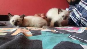 VENDO MIS HERMOSOS GATITOS SIAMES VACUNADOS PAPAS PRESENTES