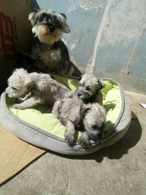 Vendo Cachorritos Schnauzers