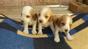 Vendo Cachorros