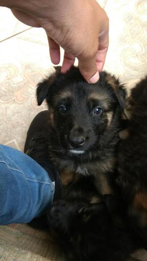 Vendo Cachorros Pastor Aleman Urgente