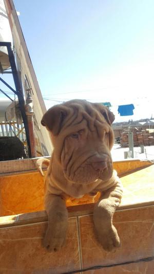 Vendo Hermoso Shar Pei